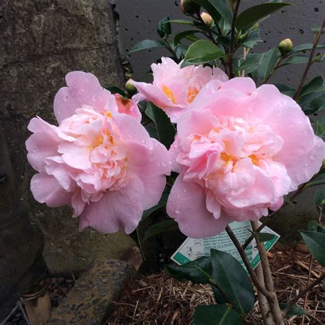 high fragrance camellia plant.